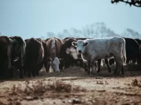 herd of brown and white cattles at daytime