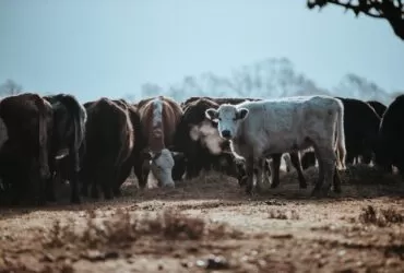 herd of brown and white cattles at daytime